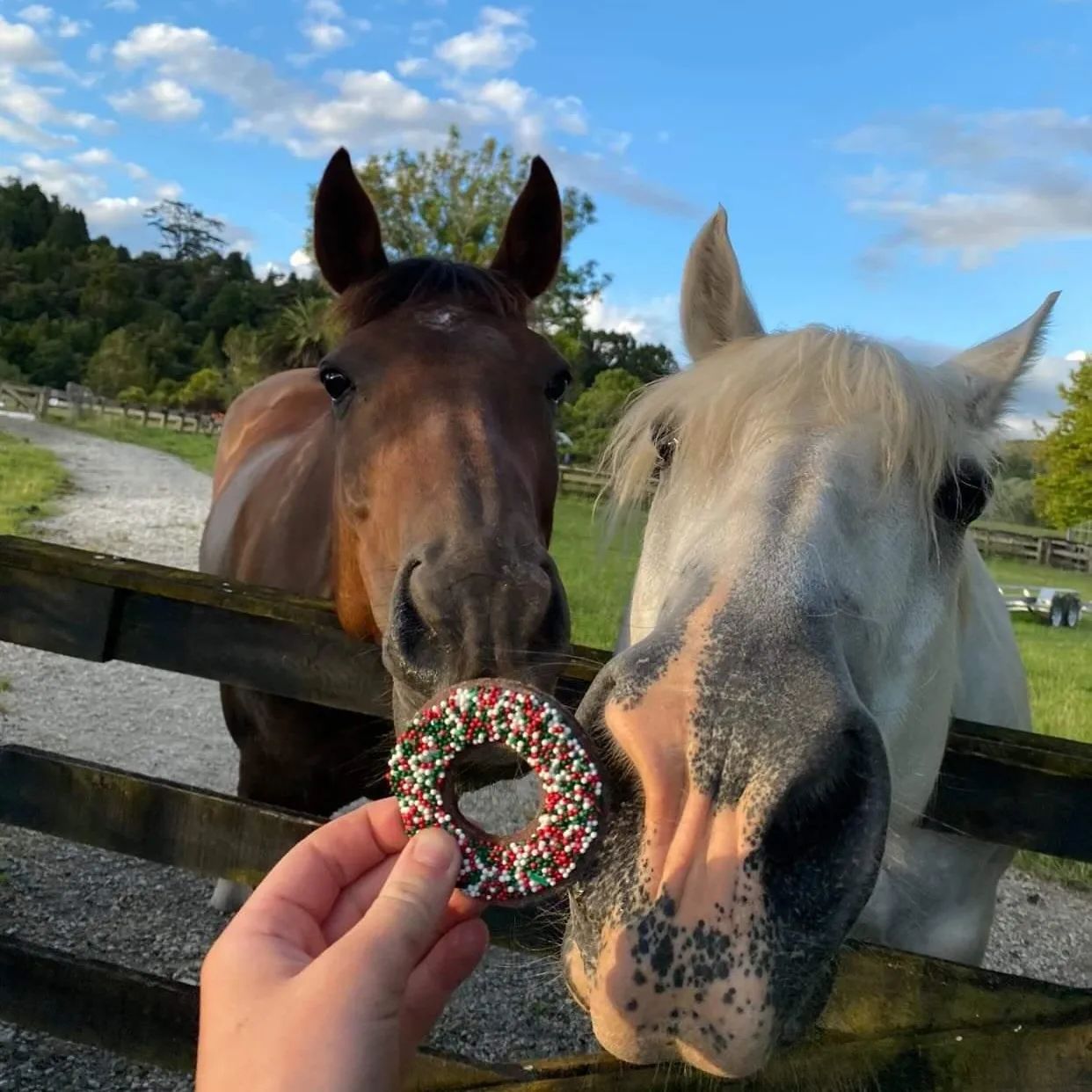 Equine Eats n'Treats - Doughnuts & Pop Tarts
