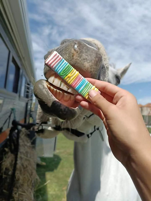 Equine Eats n'Treats - Rainbow Stix Treat