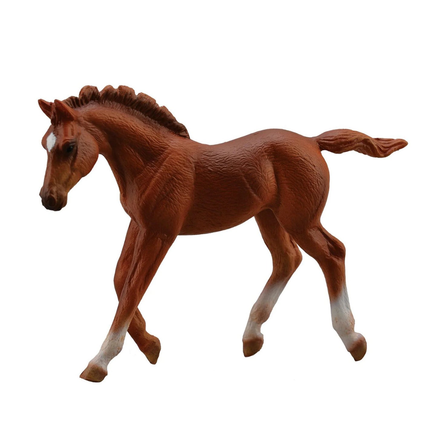 COLLECTA - Thoroughbred Chestnut Foal Walking