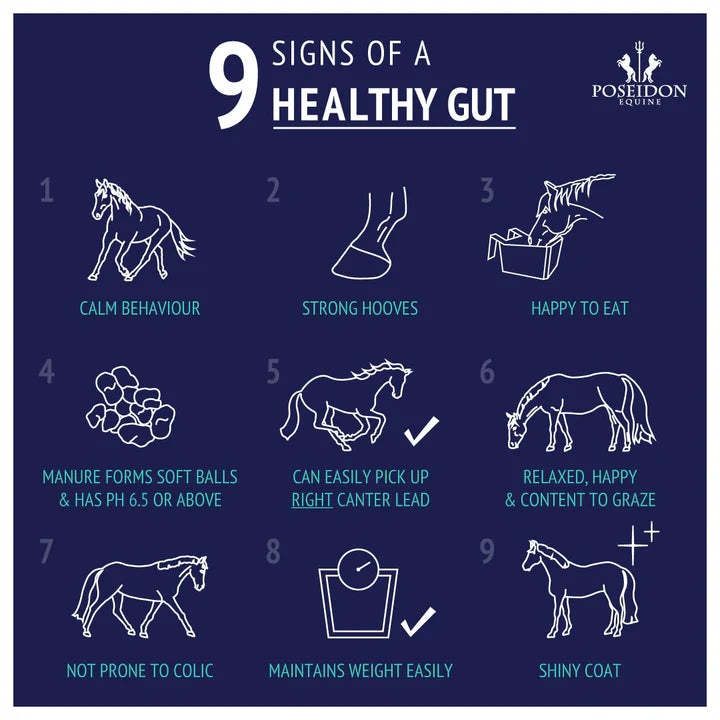 Poseidon Animal Health - Digestive EQ