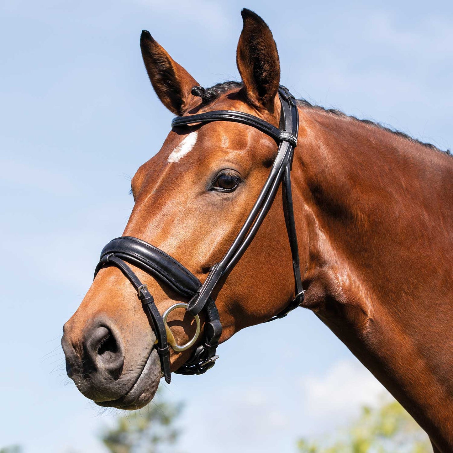 ACAVALLO - Fornarina Bridle Laminated Calfskin